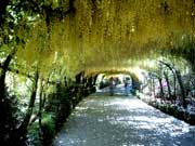Goldregen-Gang, Bodnant Garden, Wales